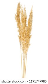 Spikelets white background 