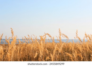 Spikelets, panicles of dry grass Close-up, selective focus, shooting against the light. sunset or sunrise background over the sea. Red sun and no clouds. Sea horizon. Selective soft focus of dry grass - Powered by Shutterstock