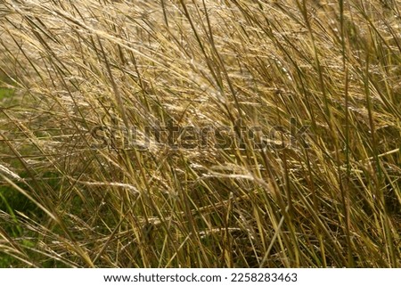 Similar – Beach grass at the Baltic Sea beach