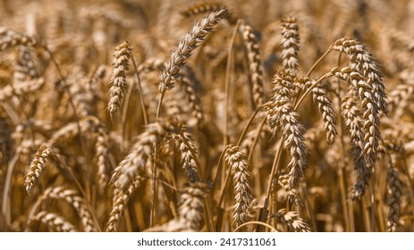 Spikelets of wheat close-up on the field.Wheat field.Agriculture, agronomy and farming background. Harvest concept.The global problem of grain in the world. - Powered by Shutterstock