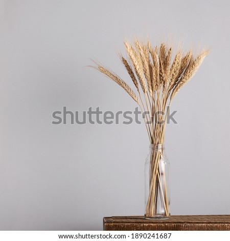 
Spikelets of wheat in a glass vase on a gray background.