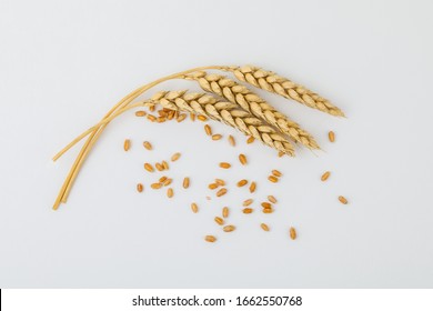 Spikelets and wheat grains on a white background
