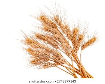 spikelets of wheat isolate on white background. Selection focus. food.