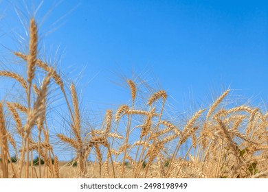 spikelets of wheat on a field on a farm against the backdrop of a clear blue sky - Powered by Shutterstock