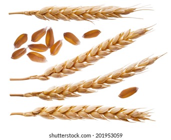 Spikelets and wheat seeds isolated on white