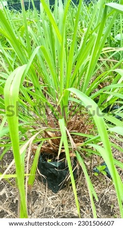Spikenard was planted in polybag. Cymbopogon nardus (sereh wangi) is a member of the grass family. A single fringe of the leaf may have a length of up to 1 m (3 ft). The white trunk has no wood