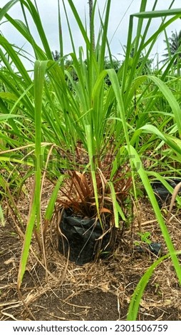 Spikenard was planted in polybag. Cymbopogon nardus (sereh wangi) is a member of the grass family. A single fringe of the leaf may have a length of up to 1 m (3 ft). The white trunk has no wood