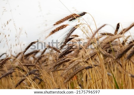 Spikes of black emmer wheat, ancient Egyptian grain growing.
Black Emmer Wheat (Triticum dicoccon var. atratum) wheat field and sky. ancient Egyptian grain, also known Farro