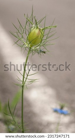 Spikes in bud in wild plant