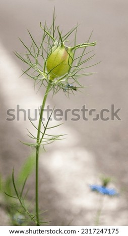 Spikes in bud in wild plant