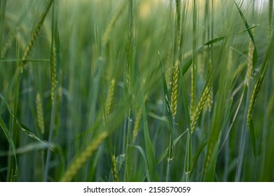 Spikes Growing In Spring Time. Food