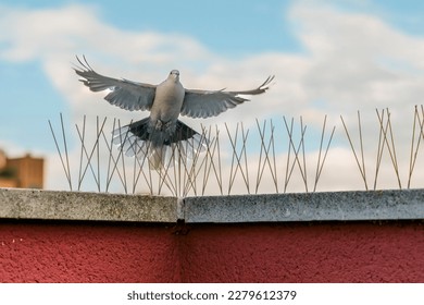 spikes, hedgehogs or steel spikes for the protection of urban buildings from the feces of pigeons and other birds. pest control system