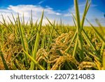 Spikes of rice in the Albufera of Valencia, Spain, with rice seeds in the sun for the authentic Valencian paella. Defocused sky background.