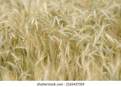 Pics de seigle mûr au soleil en gros plan avec mise au point douce. Épis de blé d'or. Bel champ de céréales dans la nature