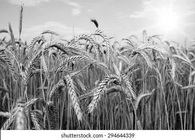 Spikes of ripe wheat on a farmers field. black and white photo. series of photos. - Powered by Shutterstock