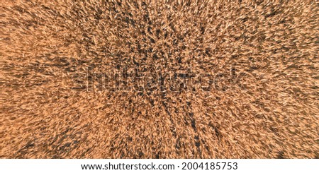 The spikes of ripe wheat on the field on a summer day - a top view shot. The texture of barley spikes on a grain farm field.