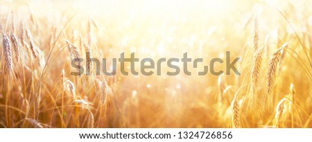 Spikes of ripe wheat in sun close-up with soft focus. Ears of golden wheat. Beautiful cereals field in nature on sunset, panoramic landscape, shining sunlight, copy space.