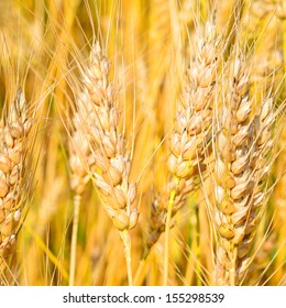 Spikes Of Rye In The Background Photo