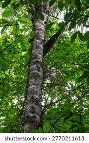 Spikes tree at the sloth path on the Jari Canal at Alter do Chao, Santarem, Para State, Brazil.