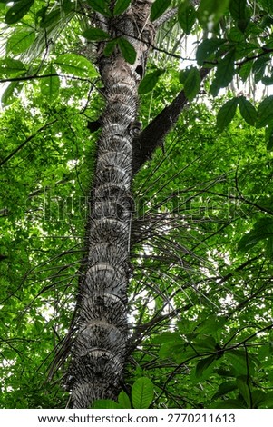 Spikes tree at the sloth path on the Jari Canal at Alter do Chao, Santarem, Para State, Brazil.