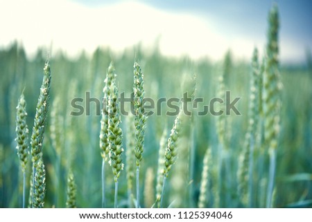 Similar – Image, Stock Photo wheat ears Field Wheat