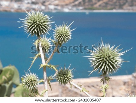 Spikey spherical Globe thistle against a blue sea background