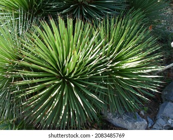 Spiky Agave Stricta Agavaceae Native Mexico Stock Photo (Edit Now ...