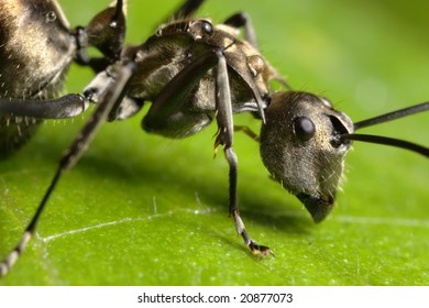 7,146 Ant Head Stock Photos, Images & Photography | Shutterstock