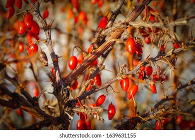 Spiky branches of berberis vulgaris with red fruits berries, closeup shot.