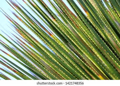 spiky green leaves with thorns in a diagonal stripe pattern