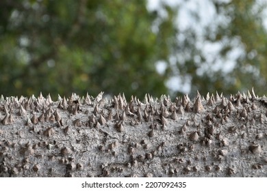 Spiky And Horned Tree Branch In West Africa