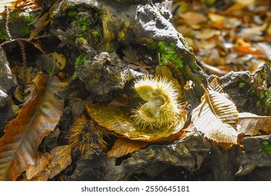 a spiky husk of a chestnut on an old rood of a tree with dry leaves around - Powered by Shutterstock