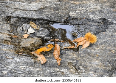 a spiky husk of a chestnut on an old rood of a tree with dry leaves around - Powered by Shutterstock