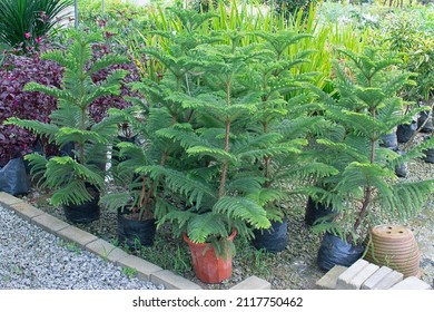 Spiky Leafy Araucaria Heterophylla Plant