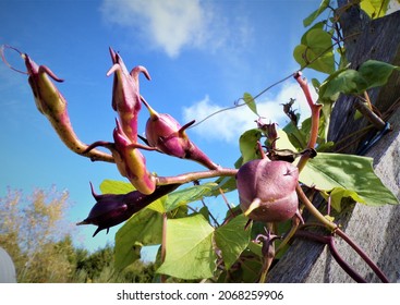 Spiky Moonflower Pods On A Vine