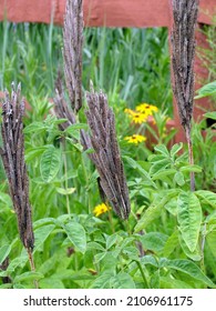 The Spiky Seedheads Of Thermopsis Villosa Or Thermopsis Caroliniana (Carolina Lupine) In A Perennial Garden Border