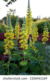 The Spiky Yellow Flowers Of Carolina Lupine (Thermopsis Villosa Or Thermopsis Caroliniana) In Bloom In Early Summer
