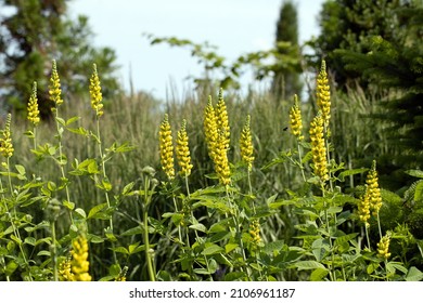 The Spiky Yellow Flowers Of Carolina Lupine (Thermopsis Villosa Or Thermopsis Caroliniana) In Bloom In Early Summer
