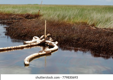 Spilled Crude Oil And Boom In Salt Marsh, Barataria Bay, Louisiana