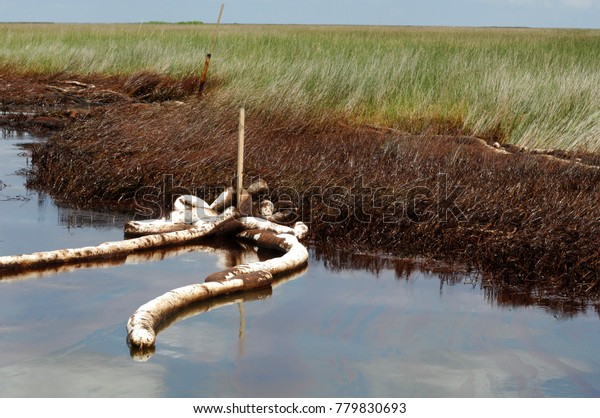 spilled crude oil and boom in salt marsh,\
Barataria Bay,\
Louisiana