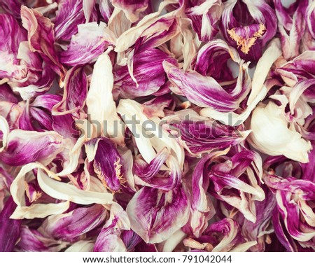 Spilled dry petals from the flowers of tulips. Many dried petals. Natural floral fon or backdrop.
