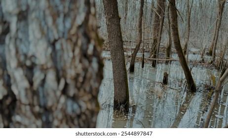 spilling dry tree trunks in water. nature a swamp spring concept. swamp water flooded the roots of trees. dry swamp trees. nature gloomy forest with water lifestyle and swamp - Powered by Shutterstock