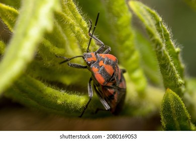 Spilostethus Furcula Bug Walking On A Green Plant