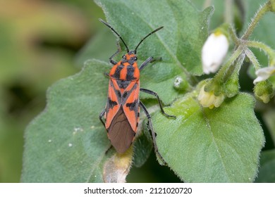 Spilostethus Furcula Bug Walking On A Green Plant