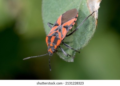 Spilostethus Furcula Bug Walking On A Green Plant