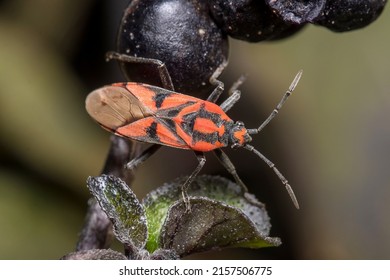 Spilostethus Furcula Bug Walking On A Plant