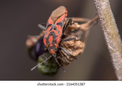 Spilostethus Furcula Bug Walking On A Plant