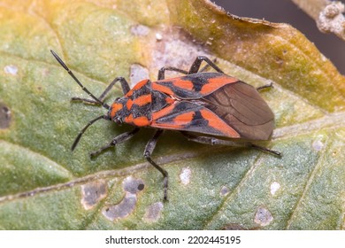 Spilostethus Furcula Bug Walking On A Plant