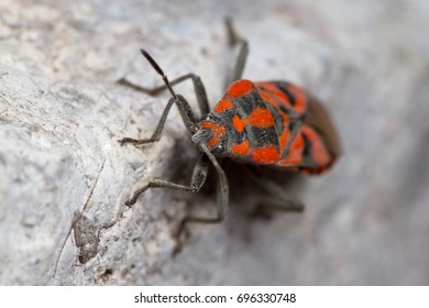 Spilostethus Furcula On A Rock