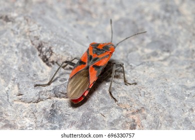 Spilostethus Furcula On A Rock